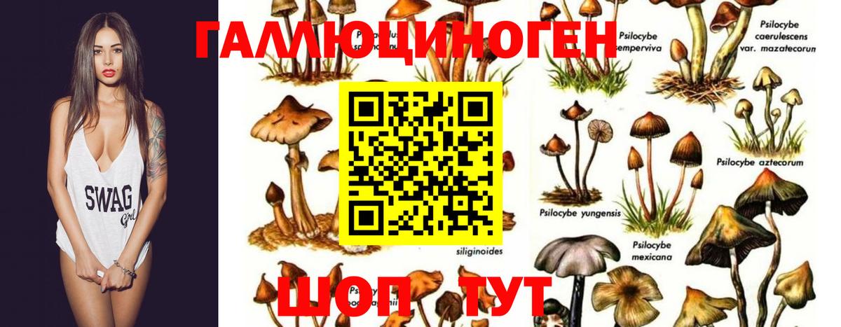 Галлюциногенные грибы мицелий  Псилоцибиновые грибы мицелий  Петропавловск-Камчатский  Вход с VPN 