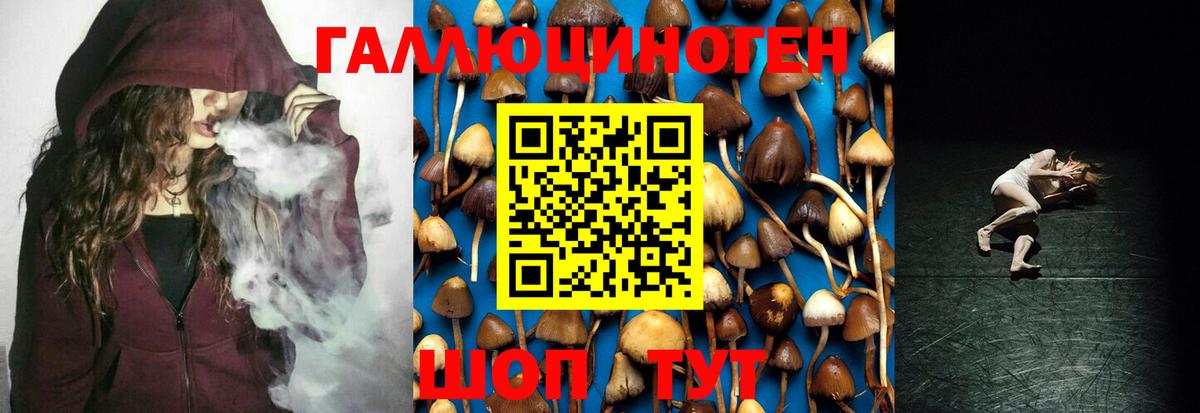 Псилоцибиновые грибы Psilocybine cubensis Петропавловск-Камчатский